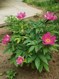 芍药