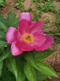 芍药