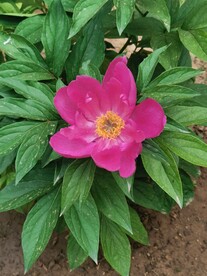 芍药
