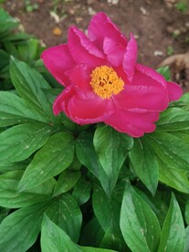 芍药