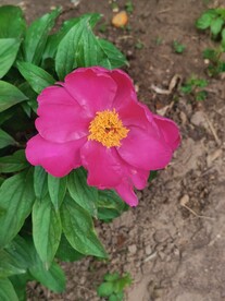 芍药
