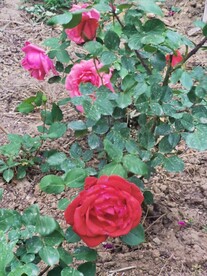 玫瑰花