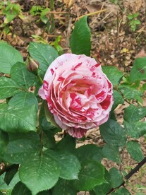 玫瑰花