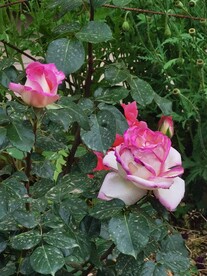 玫瑰花