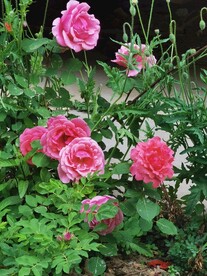 玫瑰花