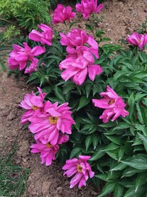 芍药