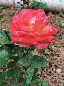 玫瑰花