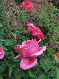 玫瑰花
