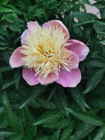 芍药