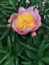 芍药
