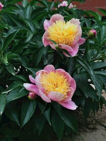 芍药
