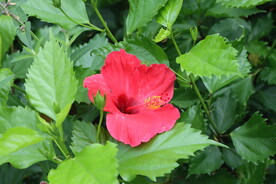 扶桑花