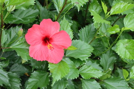 扶桑花