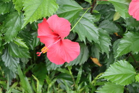 扶桑花