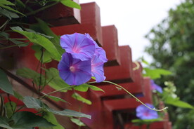 牵牛花