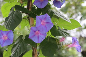 牵牛花