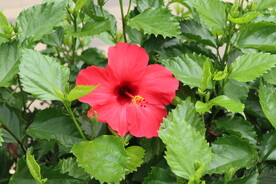 扶桑花
