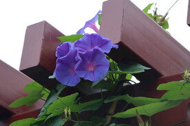 牵牛花