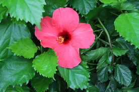 扶桑花