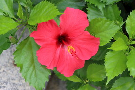扶桑花