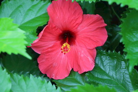 扶桑花