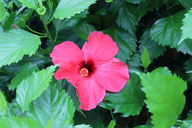 扶桑花