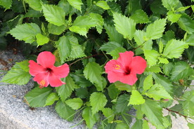扶桑花