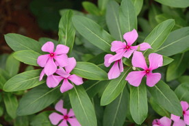 长春花