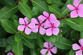 长春花