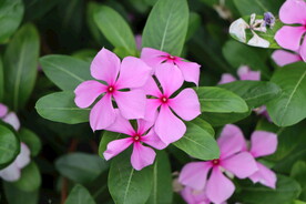 长春花