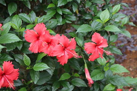 扶桑花