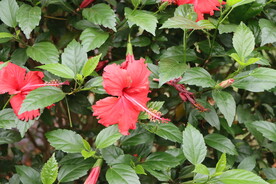 扶桑花