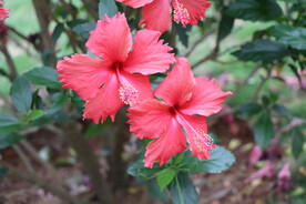 扶桑花