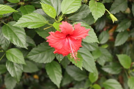 扶桑花