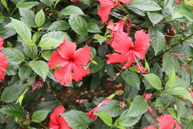 扶桑花