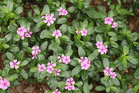 长春花