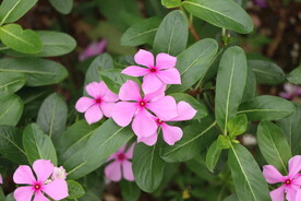 长春花