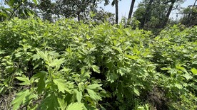 艾草