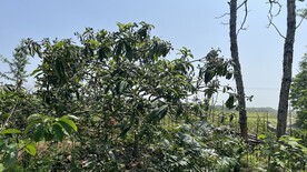 枇杷树