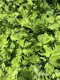 艾草叶