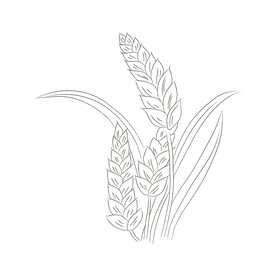 麦穗