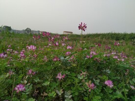 四叶草花