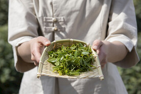 新茶上市