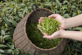 茶芽