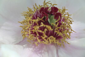 花蕊
