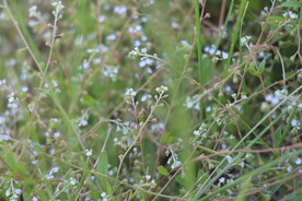 紫色小花