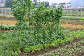 四季豆架