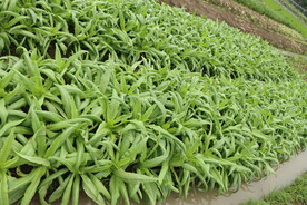 油麦菜