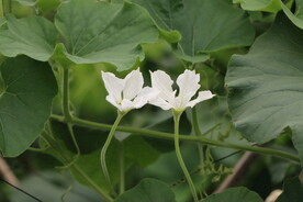 瓠瓜花