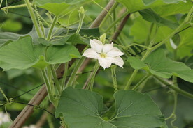 瓠瓜花